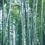 【3036】Bamboo Products 竹制品